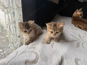 reinrassige bkh kitten ab 23.05 abgabebereit 