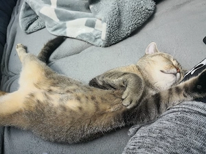 Super liebe 3 jährige British kurzhaar Katze 