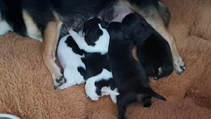 Chihuahua Welpen 3 Weibchen und 1 Männchen 