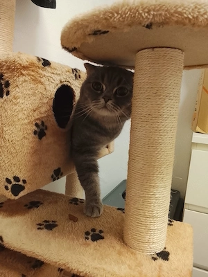 Zu verschenken mit Zubehör 