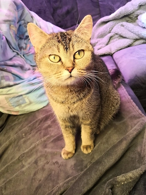 Super liebe 3 jährige British kurzhaar Katze 
