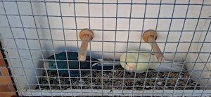  Ziegensittiche 