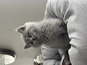 BKH KITTEN Weiblich in Blue mit Exzellenten Stammbaum! Abgabebereit! 
