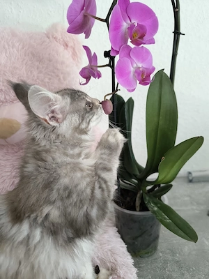 Maine-Coon Kätzchen   liebevolles, menschenbezogenes Mädchen sucht Zuhause    Bild 2