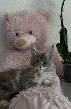 Maine-Coon Kätzchen   liebevolles, menschenbezogenes Mädchen sucht Zuhause   