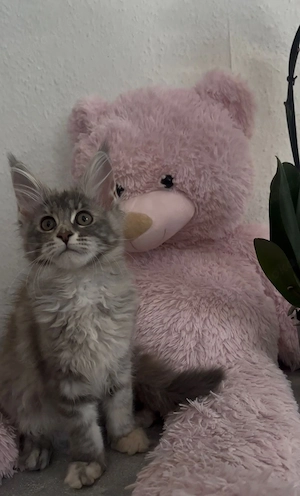 Maine-Coon Kätzchen   liebevolles, menschenbezogenes Mädchen sucht Zuhause    Bild 3