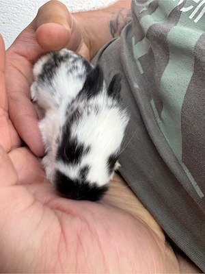 Kaninchenbabys   Deutsche Riesen