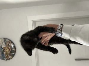 Babykatze ab sofort:)