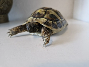 Fart 5 jähriefe Griechische Landschildgröte mit CITES Nachweis sucht einen neuen Salatspender 
