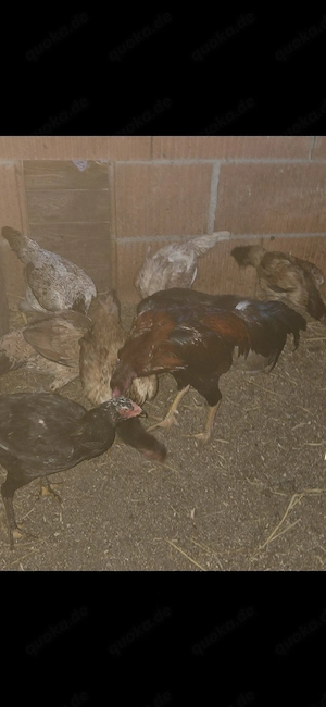 shamo   hint   brazil Bruteier 