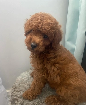  süßen Toy Pudel Welpen