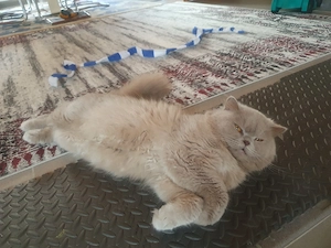 XXL Britisch Langhaare Katze 