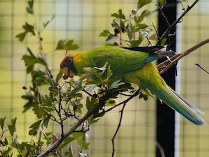 0.2 Hornsittiche 