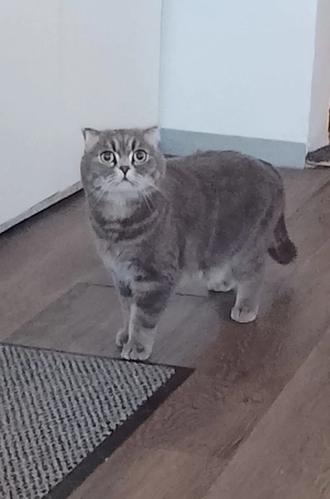 Zu verschenken mit Zubehör 