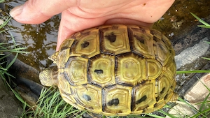 Griechisches Landschildkröten Weibchen THB