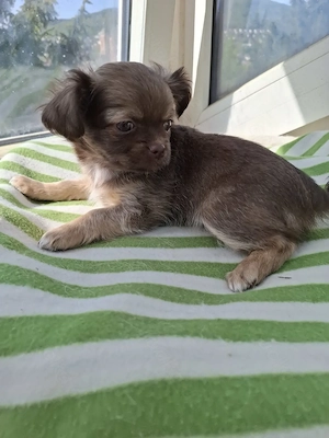Süsse Chihuahua Mix Welpen ab Anfang Mai