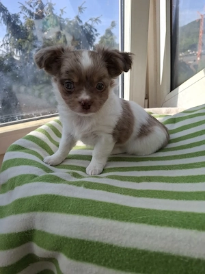 Chihuahua Mix Welpen dürfen ausziehen 