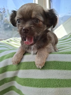 Süsse Chihuahua Mix Welpen ab Anfang Mai