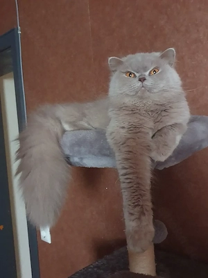 XXL Britisch Langhaare Katze 