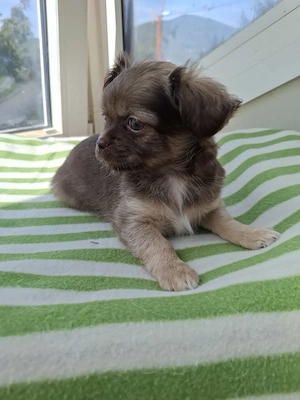 Süsse Chihuahua Mix Welpen ab Anfang Mai