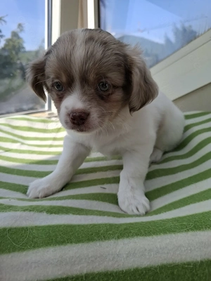 Chihuahua Mix Welpen dürfen ausziehen 