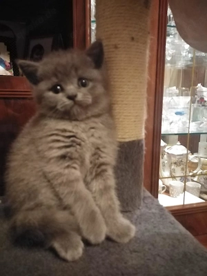 Reinrassige britische Kätzchen