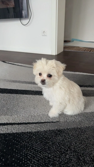 Süße Mischlingshündin sucht liebevolles Zuhause     