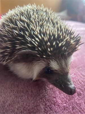 Weißbauchigel 2 Jahre alt, weiblich