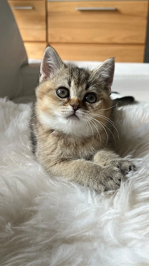 Wunderschönes BKH-Kätzchen (weiblich) in Gold-Ticked sucht ein liebevolles Zuhause!