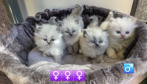 Perser Kinder suchen ab Juni Kuschelpersonal 