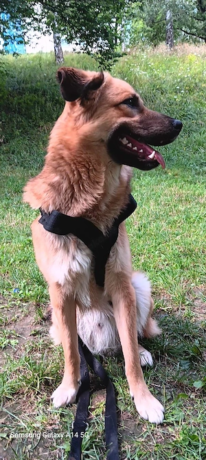 Suche ein schönes zuhause