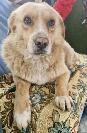 Trauriger Hugo sucht seine Familie