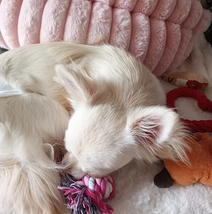 Chihuahua Hündin  Bild 3