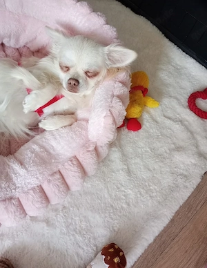 Chihuahua Hündin  Bild 2