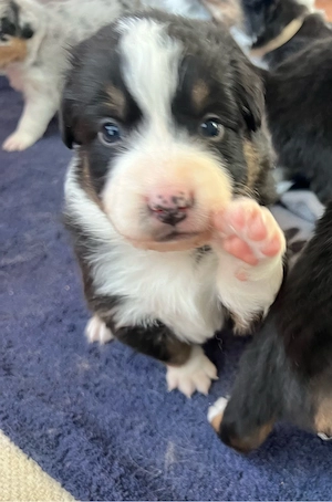 Australian Shepherd Welpe Black Tri Rüde 