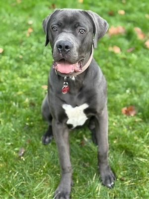 Cane Corso 