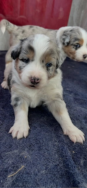 Ruhiger Blue Merle Australian Shepherd Welpe