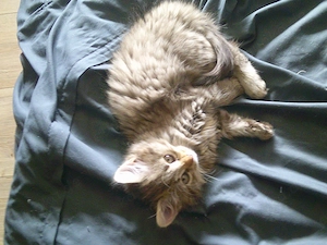 3 Katzenbabys 12 Wochen suchen zu Hause