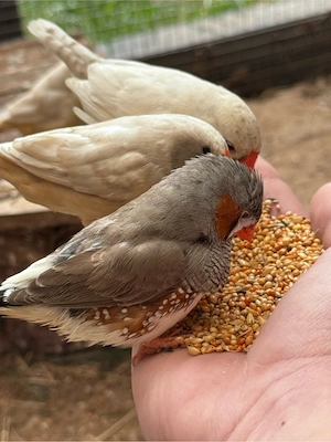 zebrafinken pärchen 