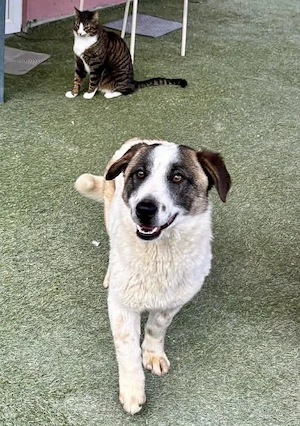 Katzenverträglicher Sonnenschein Mailo