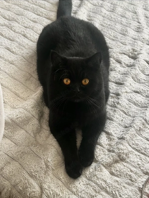 BKH Wurfankündigung ! :)   Reinrassige Britisch Kurzhaar Kitten 