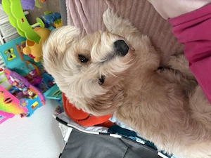 Hund mit schlechter Vergangenheit sucht Platz für schönes Leben 