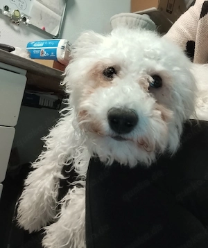 bichon frise Junghündin 