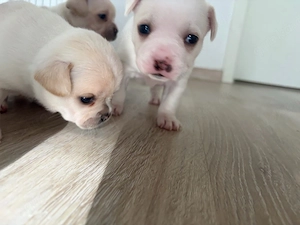 französische bulldoggen mix