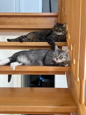 Katze Kater Kastriert sozial super kuschelig