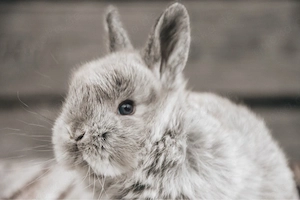 Zwergkaninchen Baby Mädchen