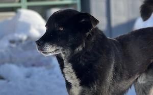 Freundliche Schmusebacke Peer sucht sein Körbchen