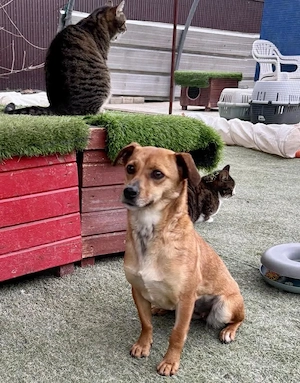 Katzenverträgliche Minimaus Frieda