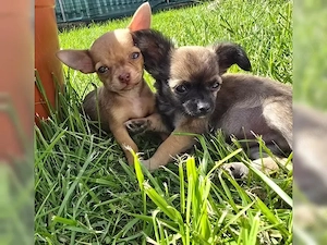 Charmante Chihuahua-Welpen   liebevoll 