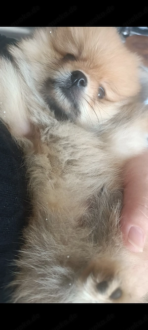 Hallo werkaufen eine kleine 